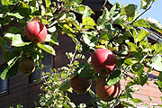 Äpfel (©Foto: Marikka-Laila Maisel)